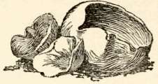 Ascoma with a distinct stalk