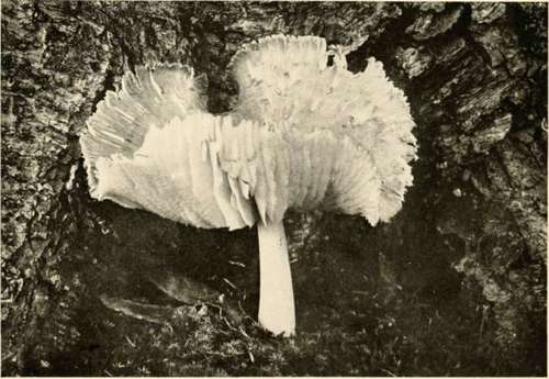 Broad Gilled Collybia (Edible, Mol )