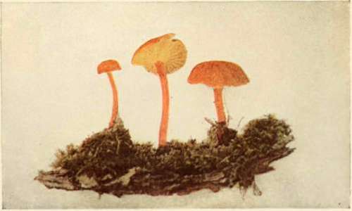 Chanterelle Hygrophorus (edible). (Hygrophorus cantharellus, Schw.)