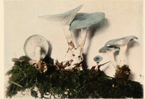 Clitocybe virens, Scop, (edible).