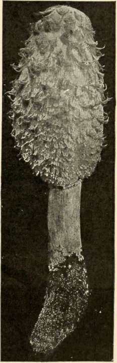 Coprinus comatus 2