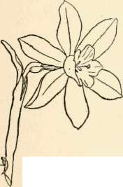 Corollas and honey, attractive to insects