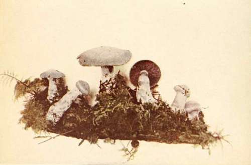 Cortinarius albovioiaceus, Fr. Reduced. See page 86.