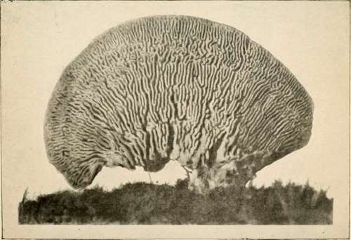 Daedalea quercina, (L.) Pers. Lower side. Reduced