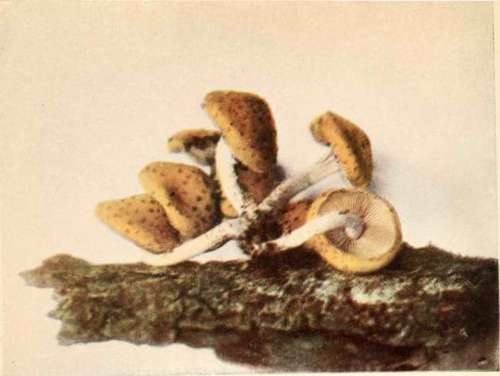 Fat Pholiota, (edible). (Pholiota adiposa, Fr.) See page 83.