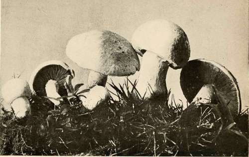 Field Mushroom (Edible)