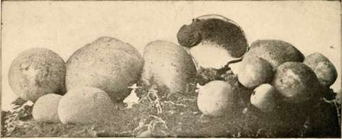 Flesh Coloured Puffball (Edible)
