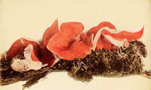 Golden Peziza (edible). (Peziza aurantia, Pers.)