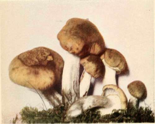 Honey coloured Armillaria (edible). (Armillaria mellea, Vahl).