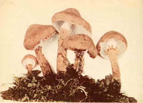 Lepiota Friesii, Lasch. (edible). See page 65.