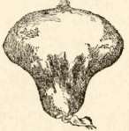 Lycoperdon