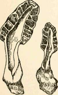 M. deliciosa