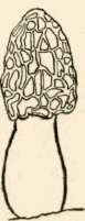 M. esculenta