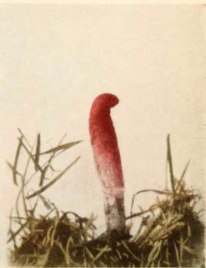 Mutinus Caninus, Huds.