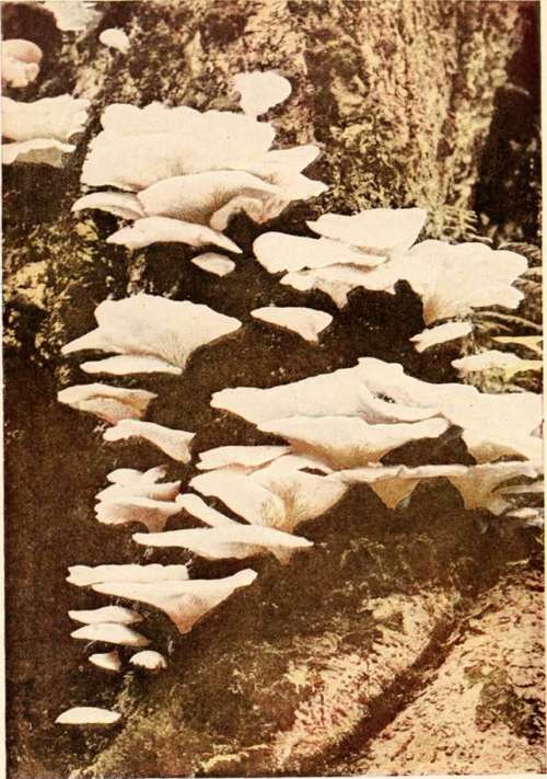 Oyster Mushroom (edible).