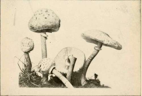 Parasol Mushroom. Tall Lepiota (Edible)