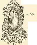 Perithecium (highly magnified)