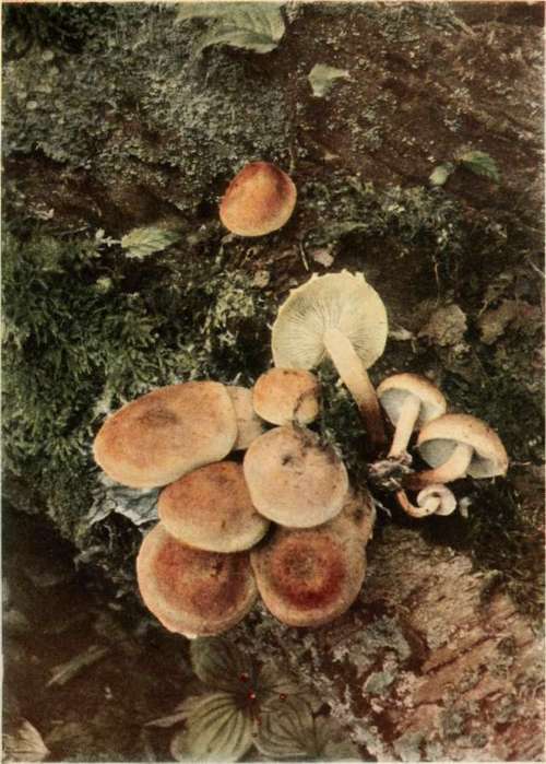 Perplexing Hypholoma (harmless). (Hypholoma perplexum, Pk.).