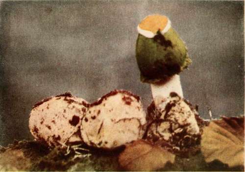 Phallus impudicus, L.