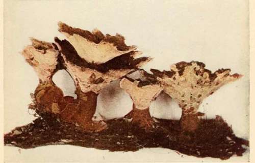 Polyporus circinatus, Fr See page 113