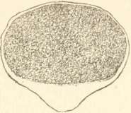 Pouch fungus section, to show spores in hollow rind