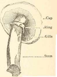 Section across gill (magnified)