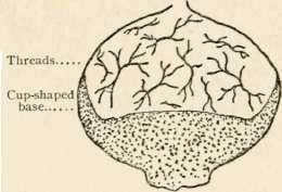 Section of Bovistella (diagrammatic)