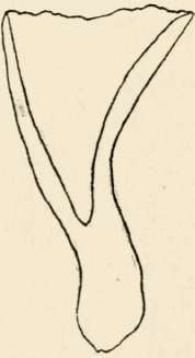 Section of C. floccosus