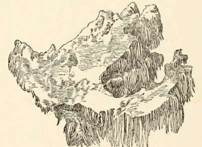 Section of H. caput ursi