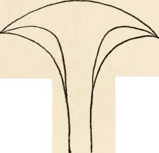 Section of H. eburneus