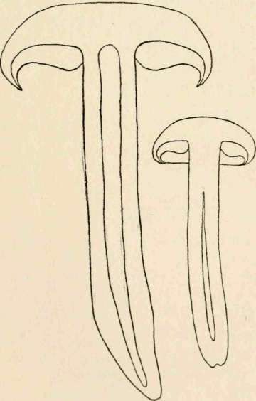 Section of H. sublateritium