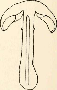 Section of L. naucinoides