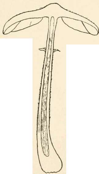 Section of L. procera Proc e ra