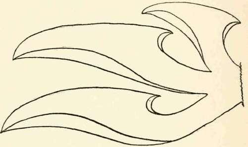 Section of P. sapidus