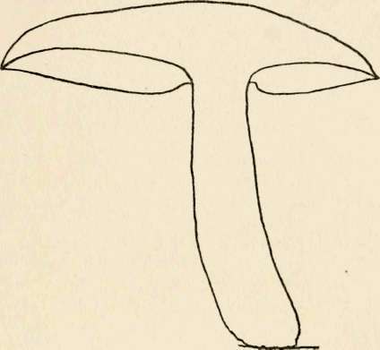 Section of P. ulmarius