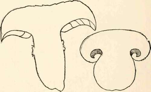 Sections of A. Rodmani