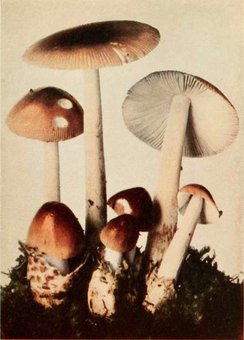 Sheathed Amanitopsis (edible). (Amanitopsis vaginata, Roze).