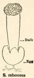 Simblum rubescens