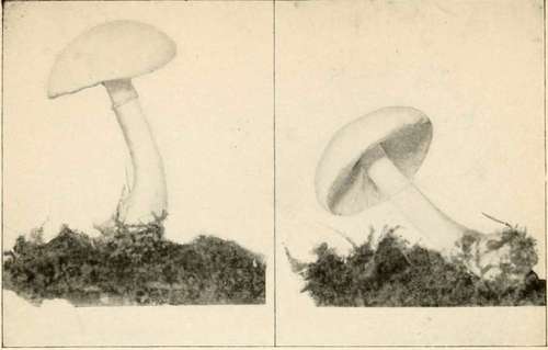 Smooth Lepiota (Edible)