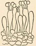 Spores borne on little spicules (magnified)