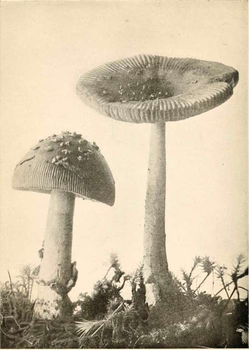 Strangled Amanitopsis (Edible)