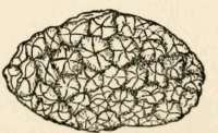 Truffles, ascoma