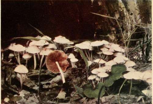 Uncertain Hypholoma (edible). (Hypholoma incertum, Pk.).