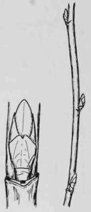 Fig. 118. Ribes glandulosum