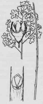 Fig. 126. Spiraea latifolia