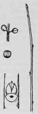 Fig. 184. Ilex montana
