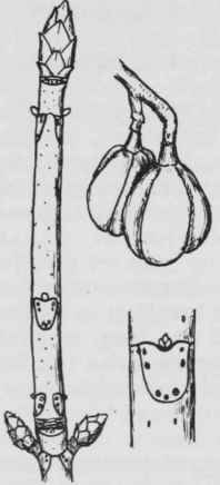 Fig. 203. Aesculus octandra