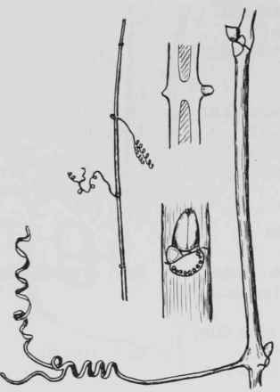 Fig. 216. Vitis vulpina