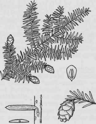Fig. 3. Tsuga canadensis