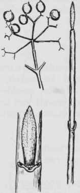 Fig. 303. Viburnum nudum